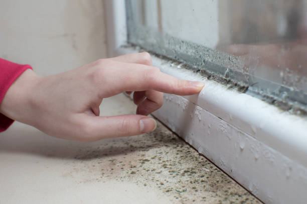 Best Mold Removal for HVAC Installations  in Piney, AR