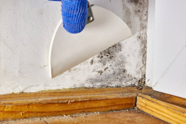 Mold Removal for HVAC Installations in Piney, AR